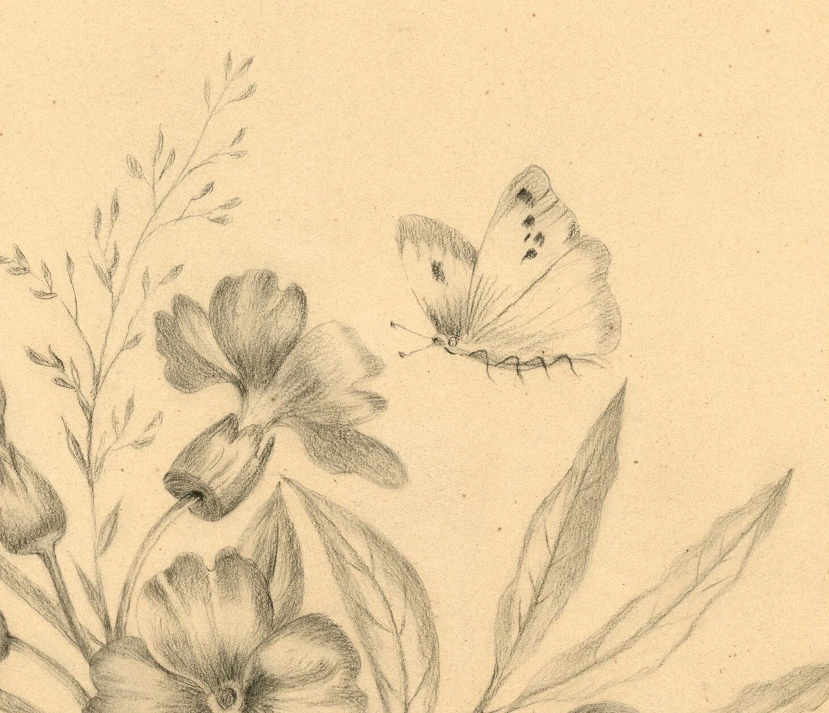 Pencil Drawings Of Flowers And Butterflies
