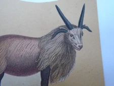 VICTORIAN SCRAP ON CARD  ODD SHAPE IBEX GOAT OR WHAT ?