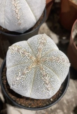 1pc Rare Cacti plant Astrophytum myriostigma 'Onzuka' WYSIWYG Self Rooted 9.2cm