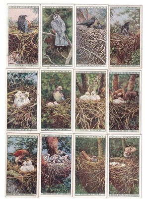 12 Vintage Bird Painting Cards from 1925 Crows Hobby Sparrow-Hawk Merlin +++