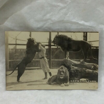 Vintage Real Photo Postcard Gays Lion Farm Scene Unused AZO El Monte California