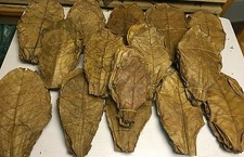 SONDERANGEBOT 1kg Premium Seemandelbaumblätter 20-30cm Terminalia Catappa Leaves