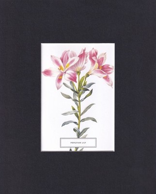 8X10 Matted Picture Print Art, New York Botanical Garden: Peruvian Lily, Flowers