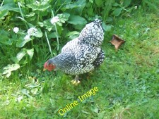 Photo 6x4 Hen at Holker I think this is a Silver Laced Wyandotte bantam - c2011