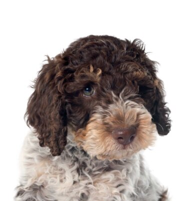 Designer Aufkleber / Sticker Decal - Dekoration Basteln Lagotto Romagnolo 04