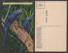 Old Florida Postcard – Miami – Hyacinth Macaw at Parrot Jungle