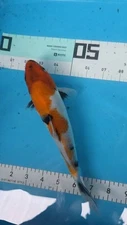 10in SHOWA Japanese Koi Live Imported KoiGazer