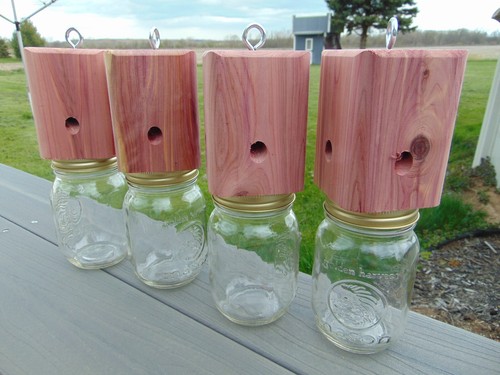 4 Carpenter-bore bee Red Cedar temporary holding jars FREE SHIPPING - Afbeelding 3 van 13