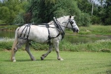 USA made granite SINGLE horse drawn DIAMOND parade harness with stainless hames
