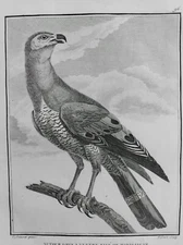 GREY BELLY ORNAMENT STRIPED MADAGASCAR ENGRAVING 1782 BELL ORNITHOLOGY BIRD S67