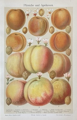 antike Grafik Pomologie Obst: Pfirsiche & Aprikosen - Chromolithografie um 1905