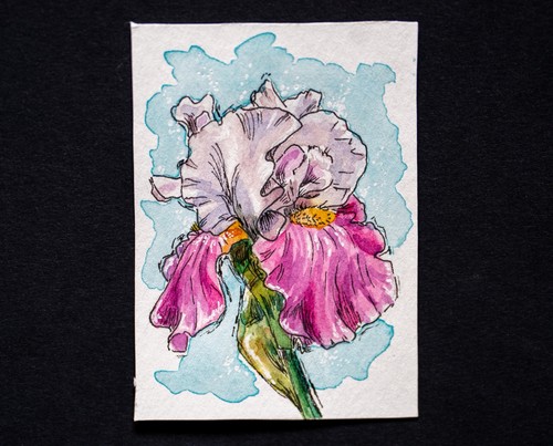 ACEO Original "Iris" Watercolor Painting Signed 2026 2.5x3.5in.