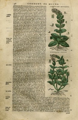 Antique Print-Botany-Comfrey-Mattioli-p. 528-Anonymous-1572