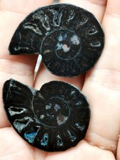 1 pair Exquisite shell Fossils from the Ice Age