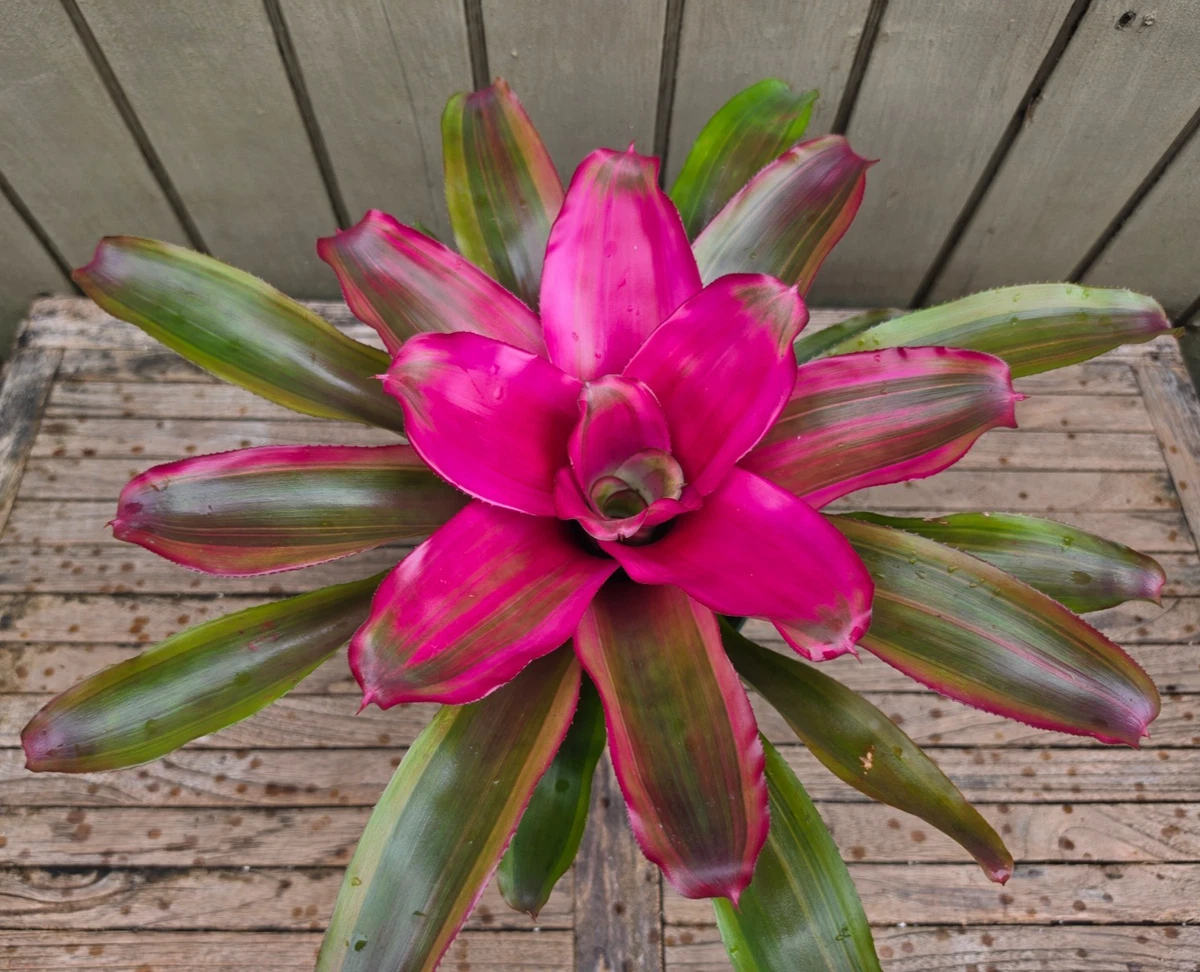 Neoregelia for sale | eBay