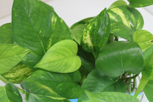 Rooted Starter Plants Cuttings Golden Pothos - Picture 3 of 4