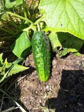 CUCUMBER SEED, BOSTON PICKLING, HEIRLOOM,  NON GMO, 500 SEEDS, PICKLE