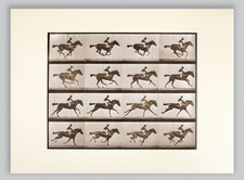 "Horse In Motion" by Muybridge 1872 Photography Print "Origin of Cinema" 11X14