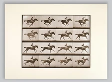 "Horse In Motion" by Muybridge 1872 Photography Print "Origin of Cinema" 11X14