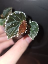 Begonia SP.  BLACK BLOOD Seed Growm, Not From TC.