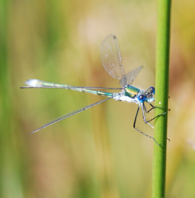 Foto 6x4 Smaragd Damselfly auf Schilfgras Town End\/SD4483 Am Rande von c2008