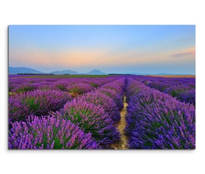 Leinwandbild Lavendel Am Bluhen Auf Feld Bei Sonnenuntergang Ebay