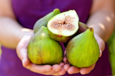 #ad 10 desert king fig cuttings. hardy large fruit $19.99