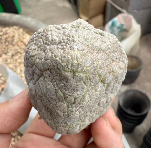 4.7CM Pseudolithos cubiformis WYSIWYG Own Root - Imagen 4 de 5