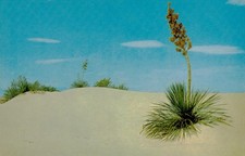 Desert Yucca in White Sand Dunes, c1950, Alamogordo, New Mexico