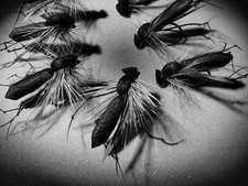 7 daddy long legs HAWTHORNE ,DUCK FLY barbless black sz 10