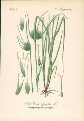 Chromolithographie : Zypergrasähnliche Riedgras. Zypergras-Segge. Carex cyperoid