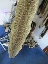 rattlesnake skin prairie rattle snake hide DRY TANNED wrap pen blanks 31 in. C1
