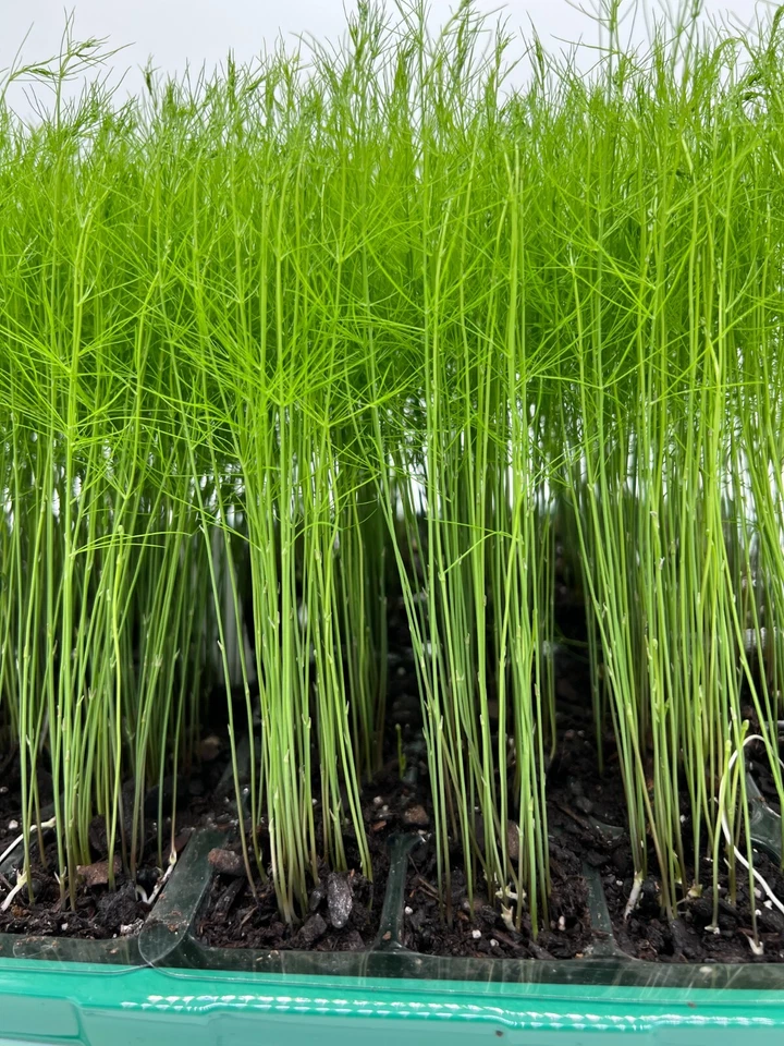 9Pk-PRE-ORDERAsparagus Live Plant Plugs Free Shipping  Mary Washington Heirloom - Image 2 of 4
