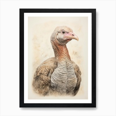Vintage Bird Drawing Turkey 3 Art P Framed Wall Art Poster Canvas Print Picture