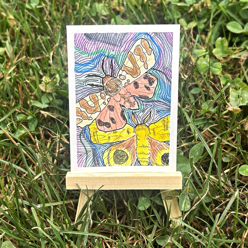 ACEO Original Art Card Moths Line Art and Watercolor Painting- savsstuffart