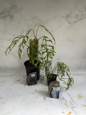 Monstera Obliqua Cutting and Rooted Plant