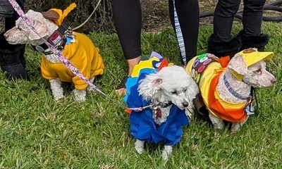 UP The Movie Dog Halloween Costumes   Russell Dug Kevin