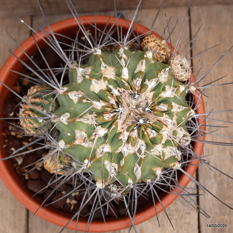 A2733 LOBIVIA FEROX pot26-H14-W18 cm MaMa Cactus | eBay