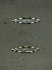  on The Hot Collector