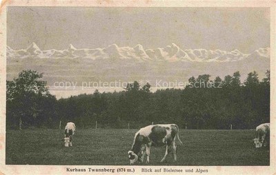 Twannberg Nidau BE at the Kurhaus Cattle Pasture View of Lake Biel and the Alps