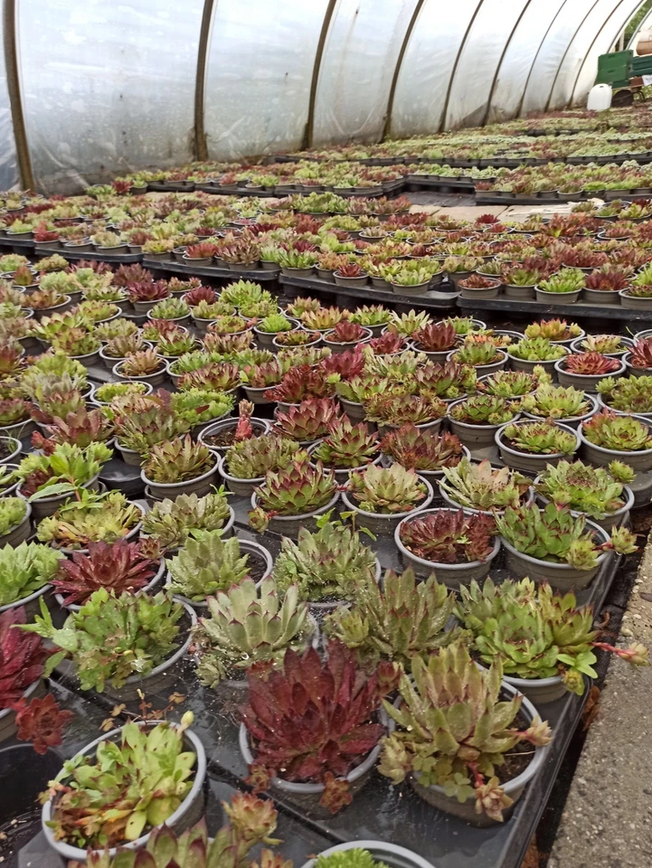 100 Stück Sempervivum Hauswurz Dachwurz Winterhart Pflegeleicht Immergrün - Bild 4 von 4