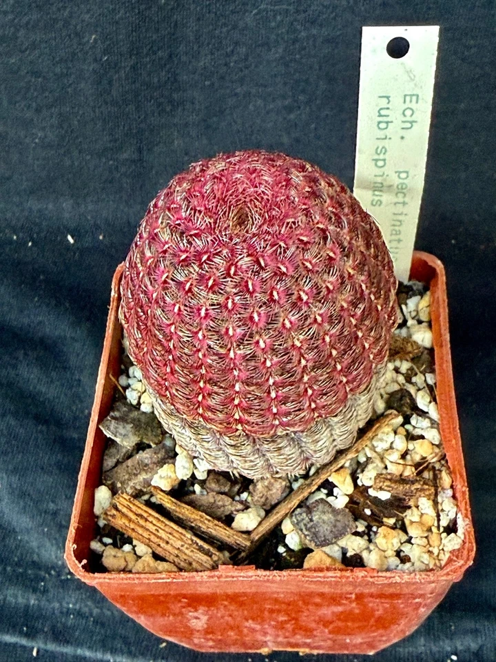 Echinocereus pectinous v. rubrispinus, cactus plant - Image 3 of 4