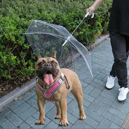 Pet Umbrella with Leash Adjustable for Small Dogs Rain Snow Day Walking Dog - Picture 1 of 7