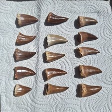 Set of 15 Genuine Mosasaur Teeth Hainosaurus boubker Mosasaur beaugei Dinosaur
