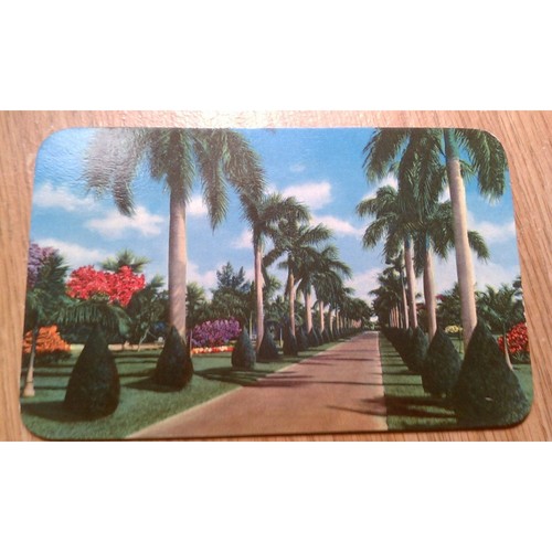 Vintage Florida palm tree lined street postcard
