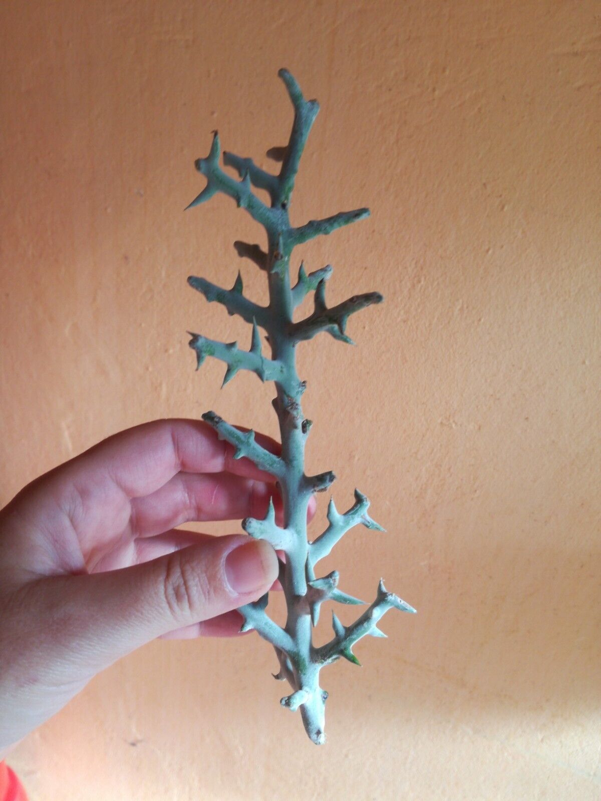 Imagen 2 de 3