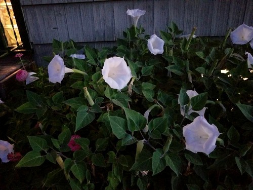 USA Datura inoxia Moon flowers Parent plant is 65 years old. 75+ fresh seeds - Picture 4 of 4