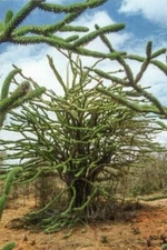 Madagascar Ocotillo Tree Seeds for Planting - Alluaudia procera