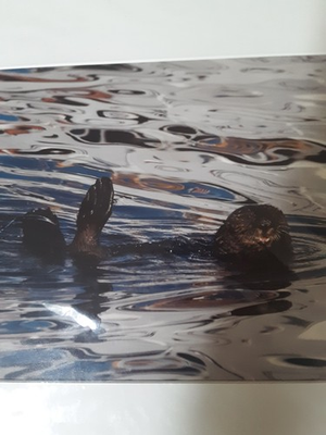 #ad DANIEL BIANCHETTA Giclee print Southern SEA OTTER $49.00