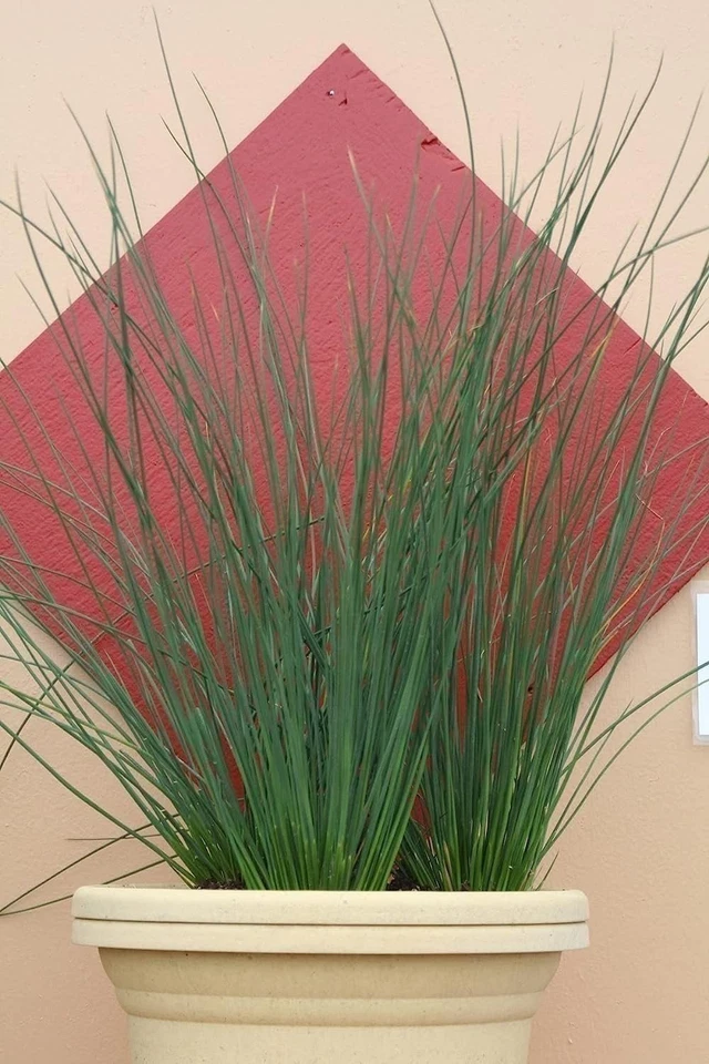 Hierba Blue Arrow Rush | 1 galón | Juncus inflexus | Planta de borde ornamental Foto 3 de 4
